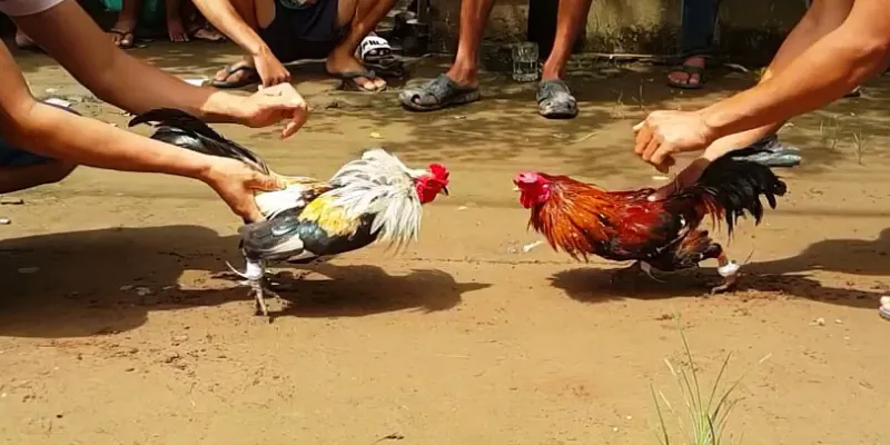 Cách soi kèo đá gà – Mẹo đọc trận nhanh và chính xác 3 Cập nhật các kèo đá gà phổ biến